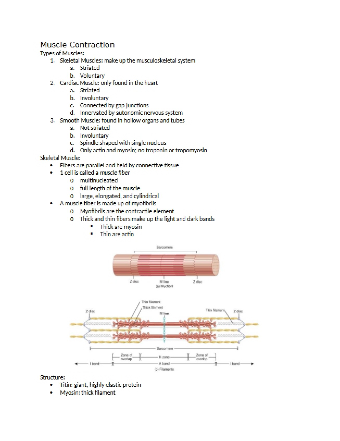 Contraction of Muscles