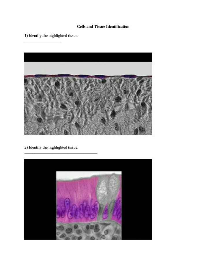 Quiz on Cell and Tissue Identification