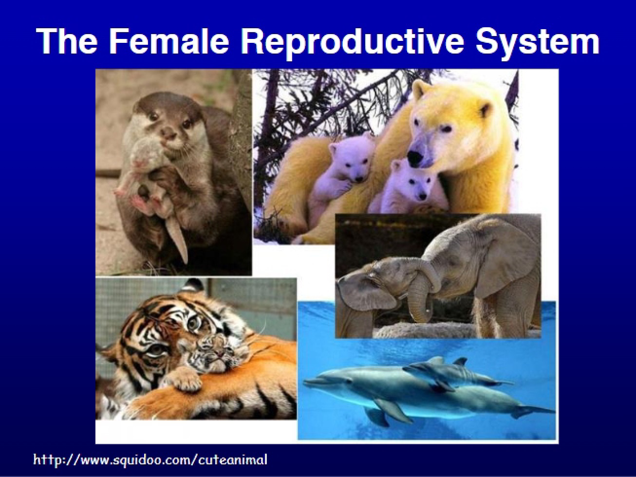 Female Reproductive System Presentation (443, 2016)