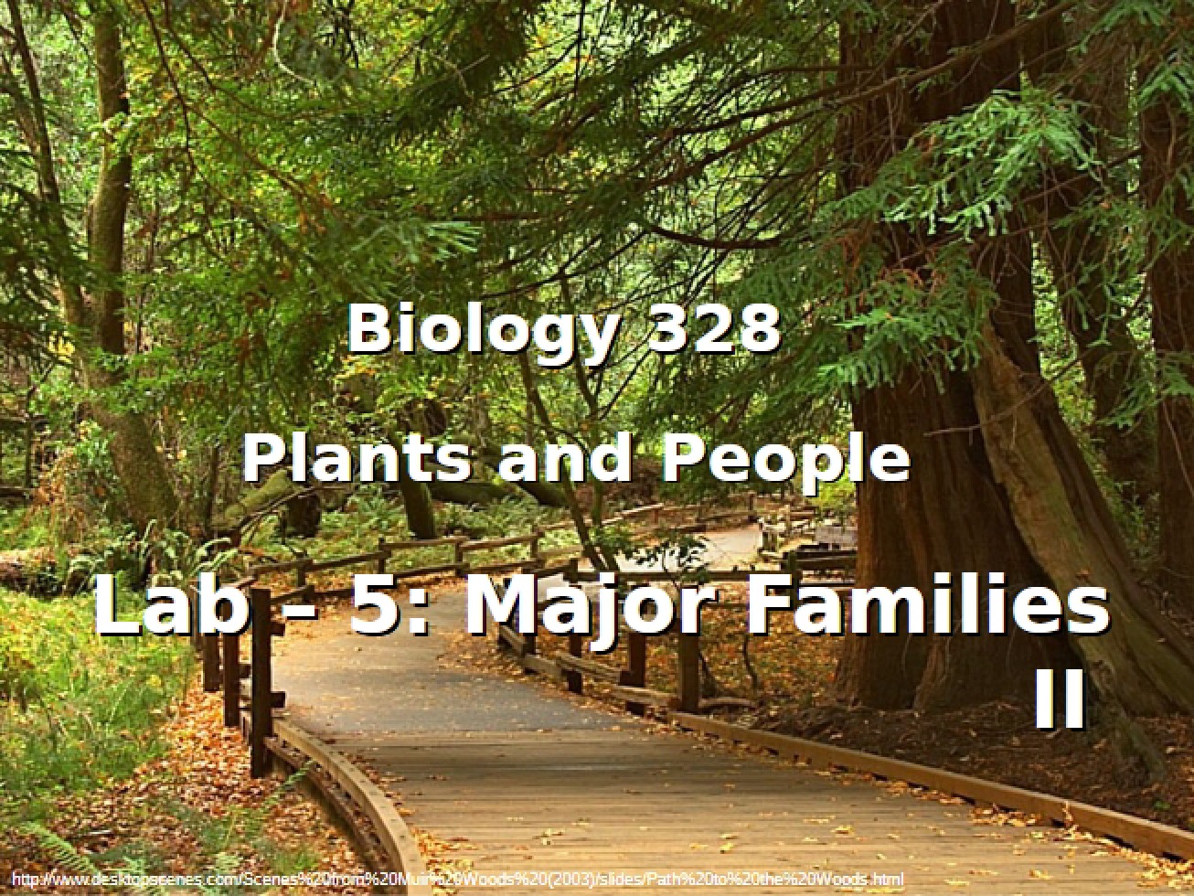 Fifth Laboratory on the Second Set of Major Families