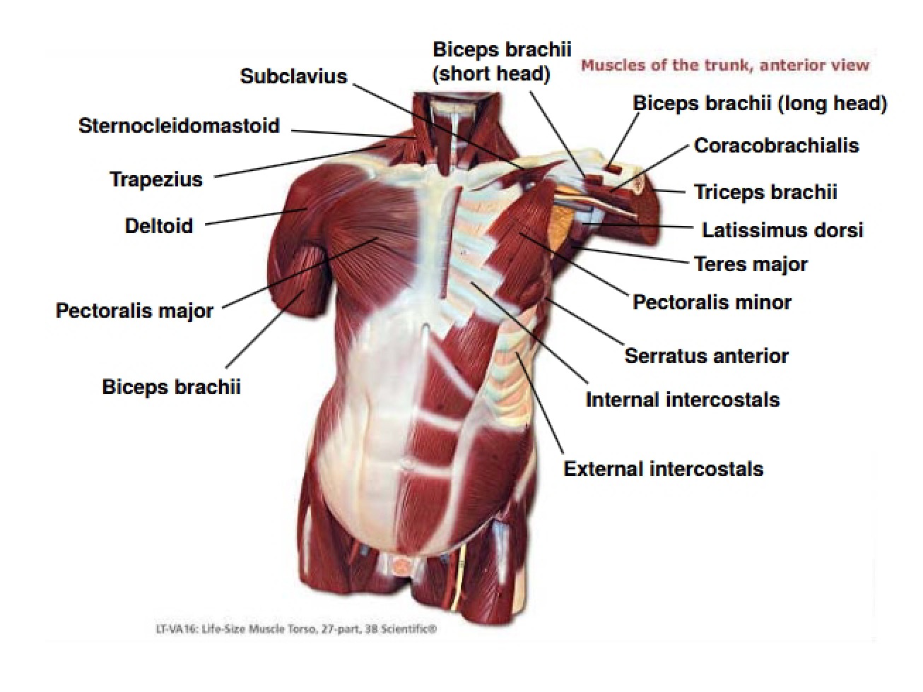 Anatomy and Physiology Second Lab Examination
