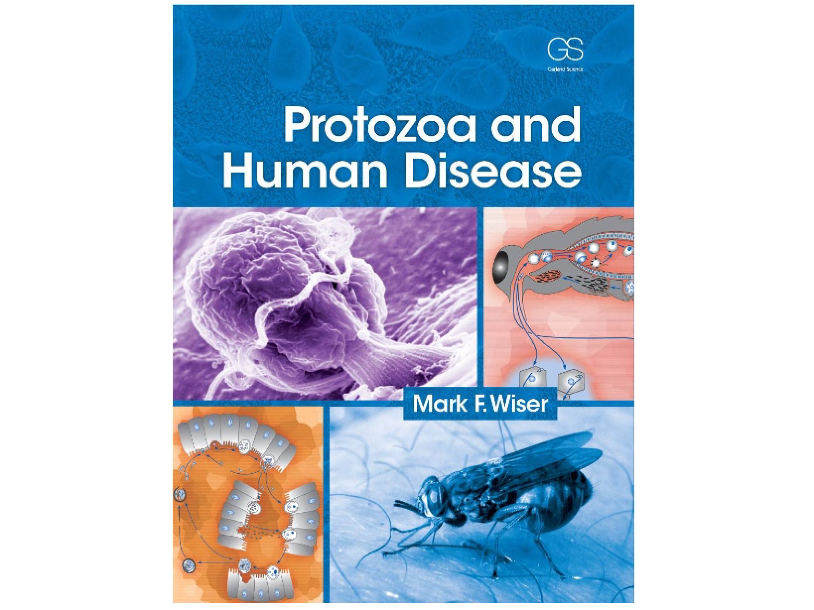 Lecture 15 Protozoa