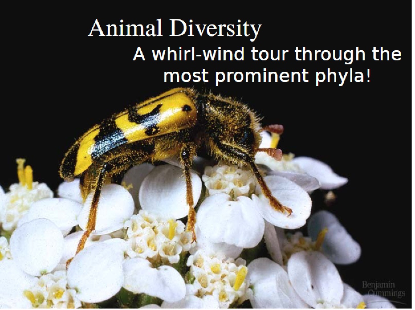 Diversity of Animals