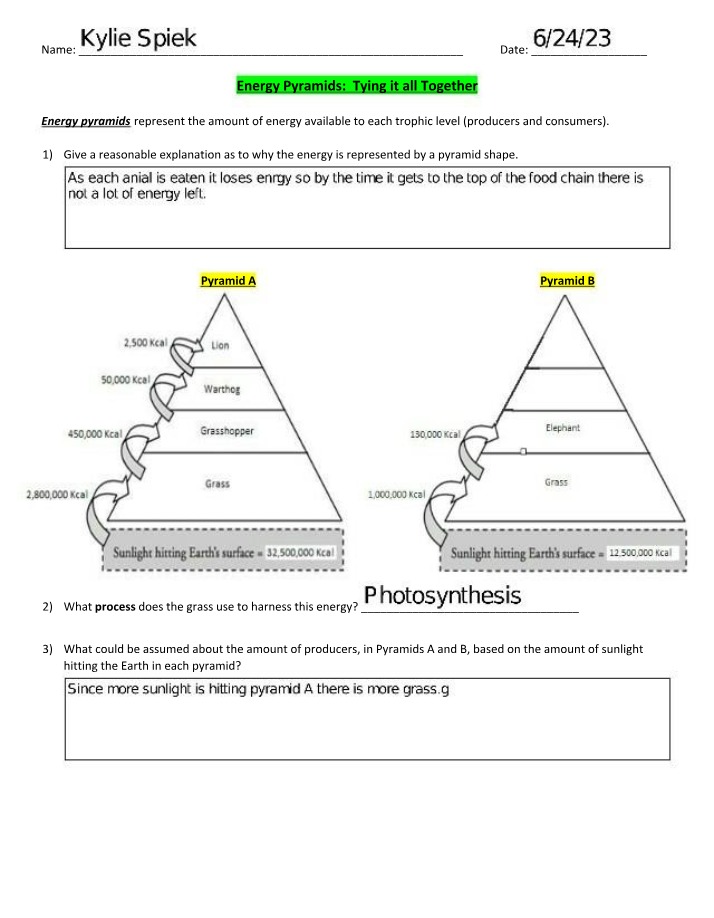 Energy Pyramids - Photosynthesis and Energy Transfer