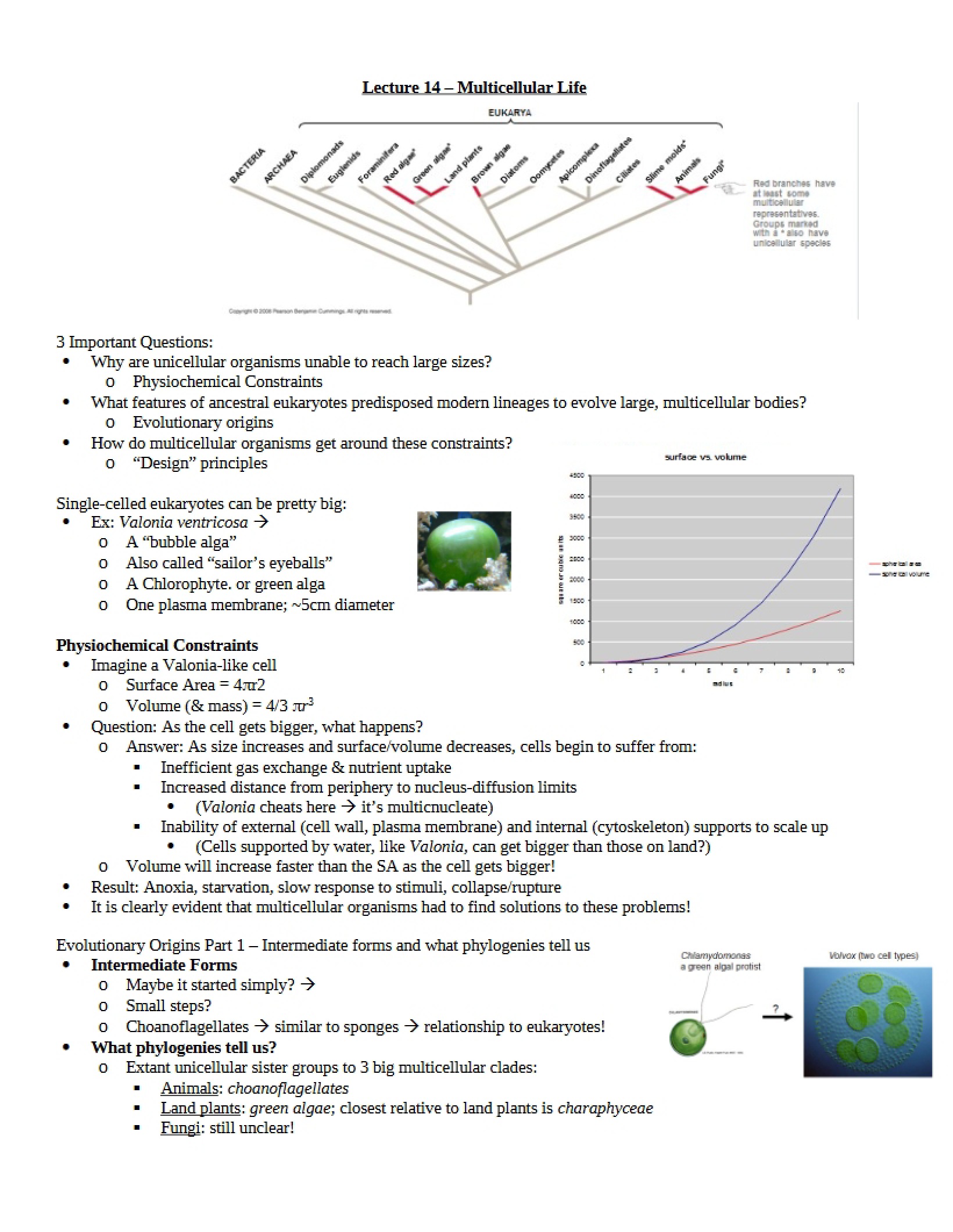 Life of Multicellular Organisms (Lecture 14)