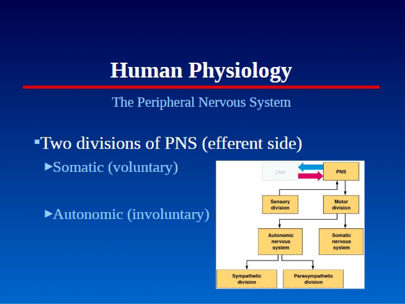 Peripheral Nervous System (PNS)