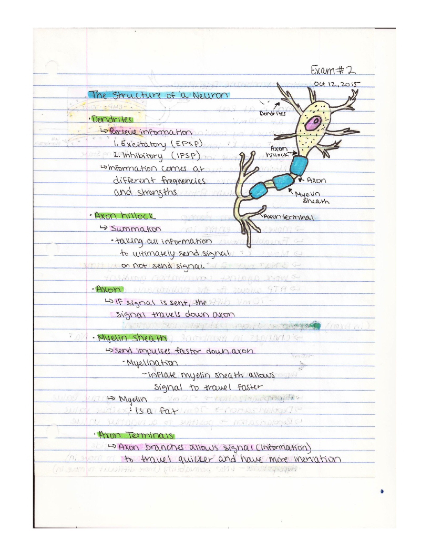 Exercise Physiology Exam Two