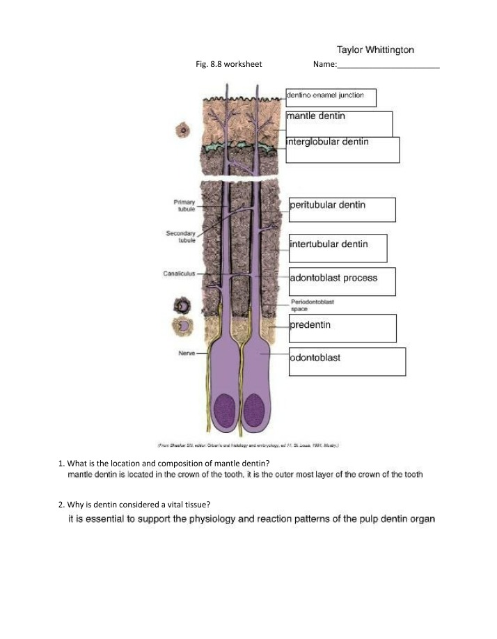 Dentin - Location, Composition, and Vitality