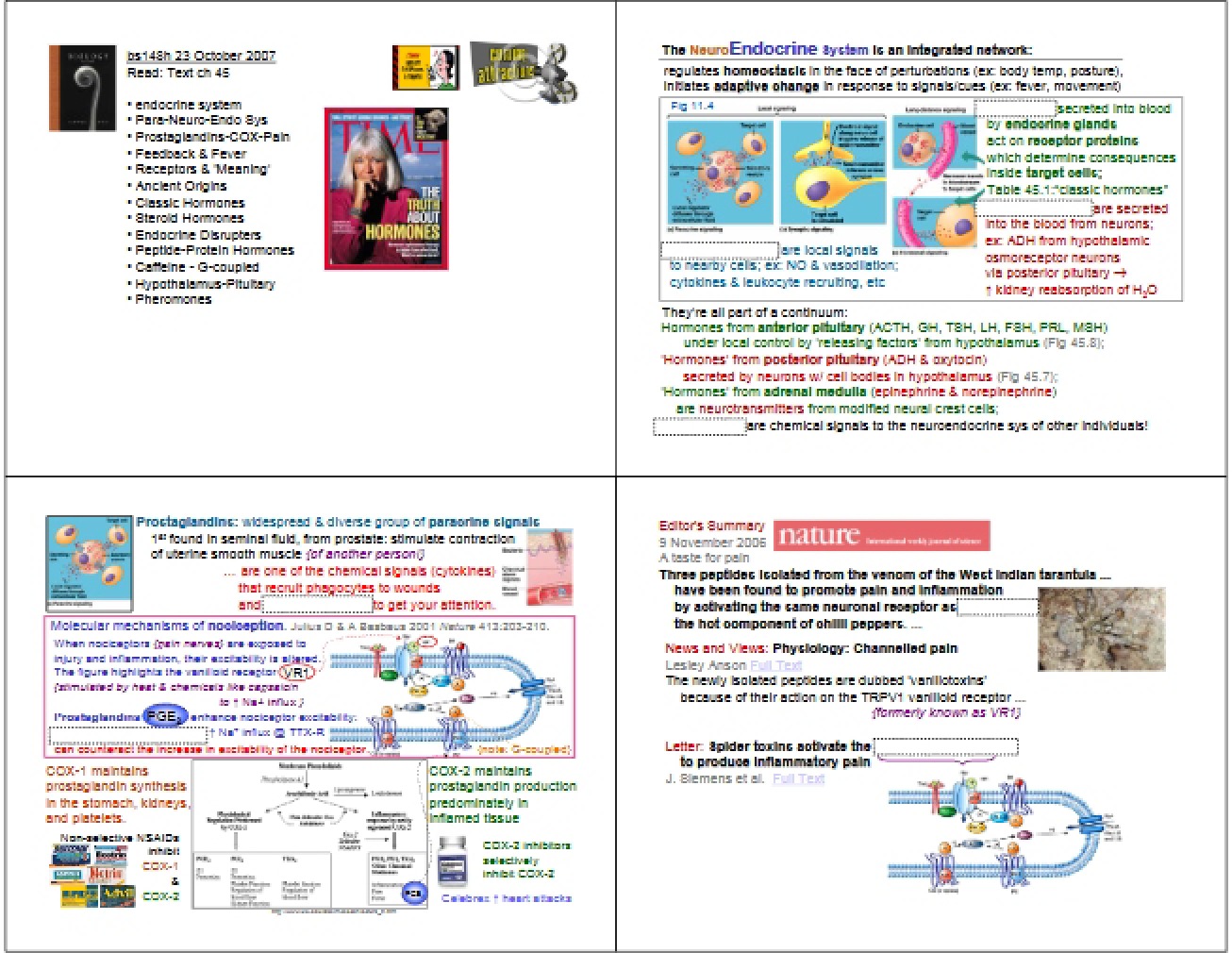 System Endocrine
