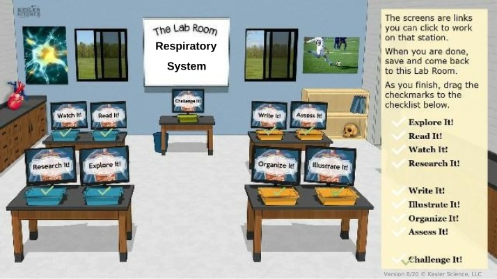 Functions and Organs of the Respiratory System