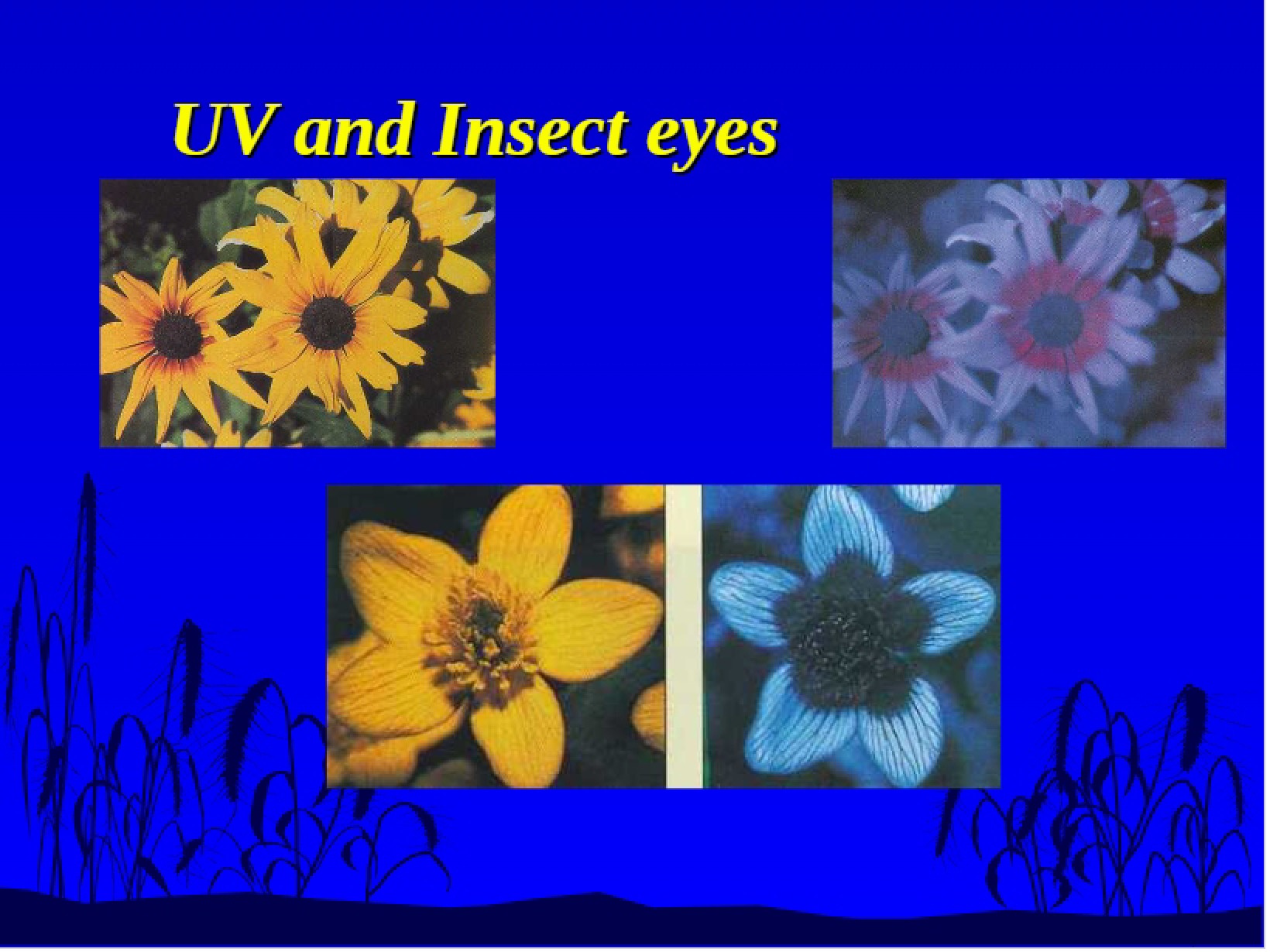 Insect Eyes and UV Light