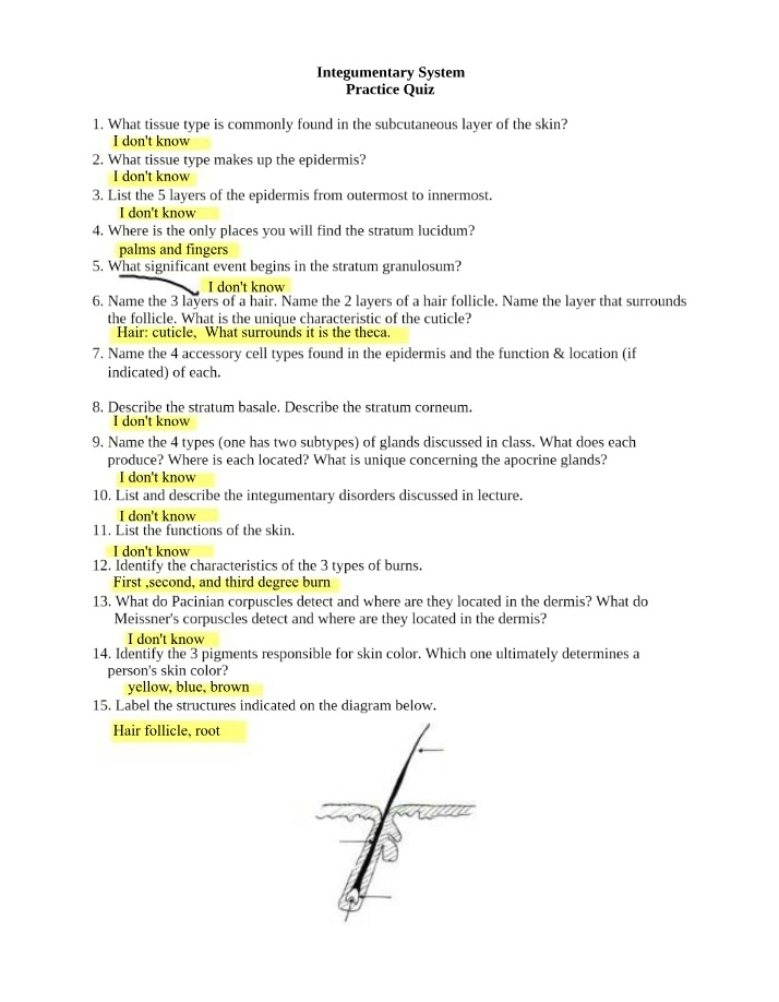 Practice Quiz on the Integumentary System