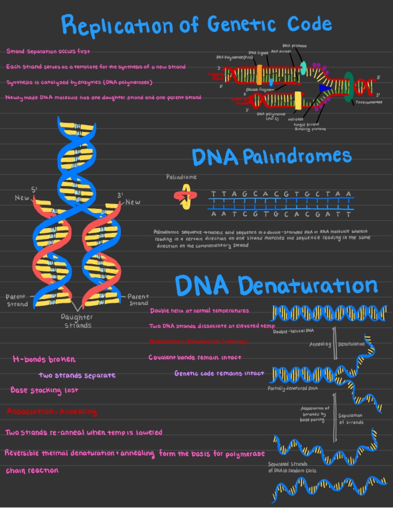 Lesson Three The Mechanism of DNA Replication