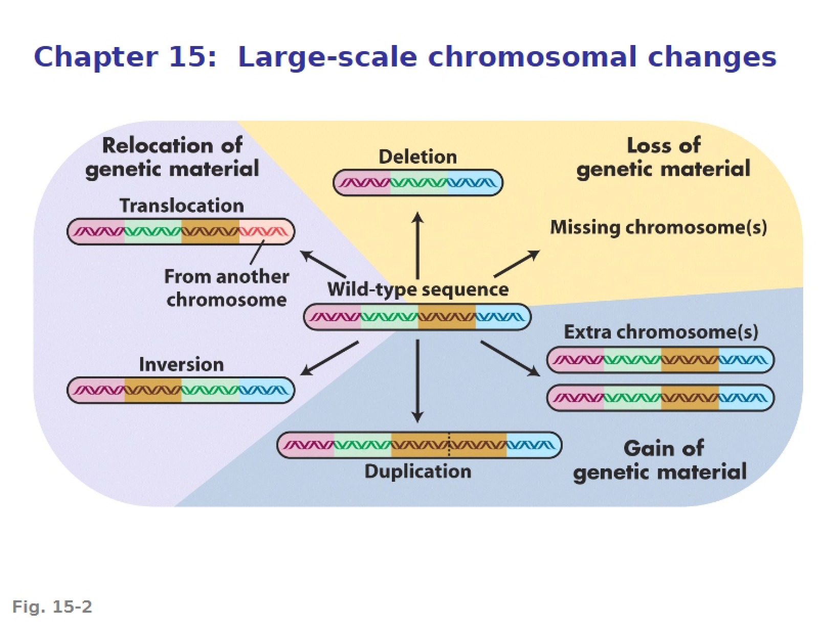 Chromosomal Changes Large-Scale (Ch. 15)