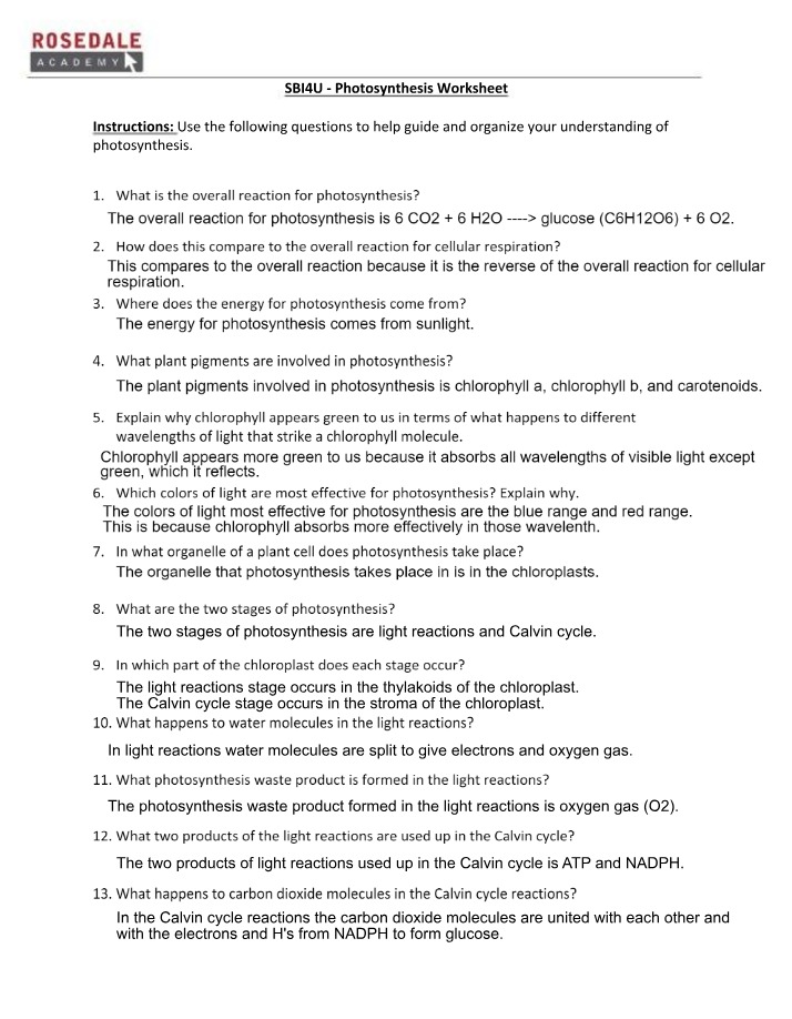 Worksheet on Photosynthesis