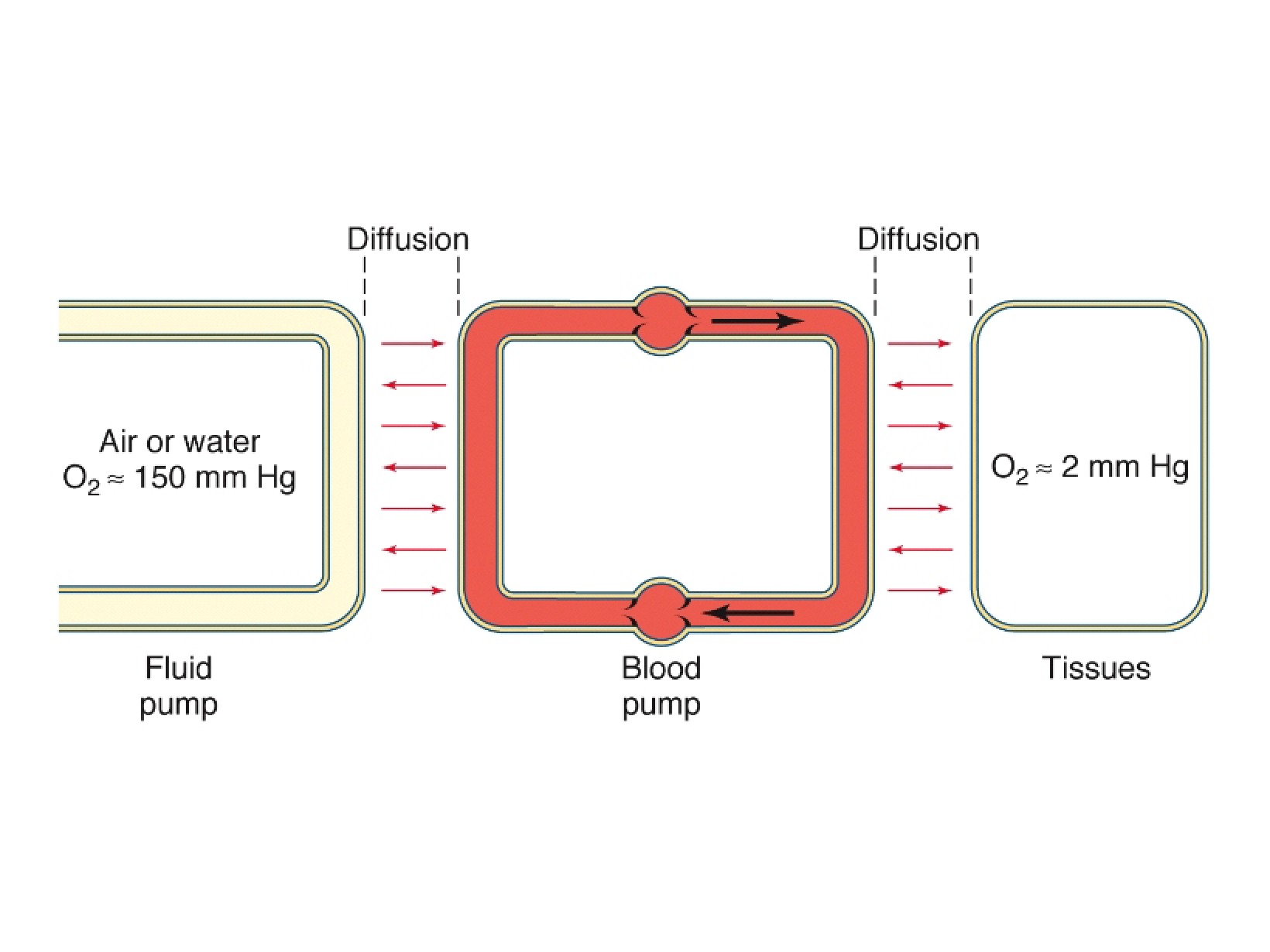 Diffusion Process