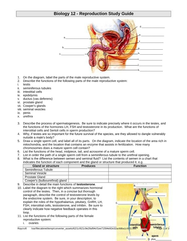 Male Reproductive System Study Guide