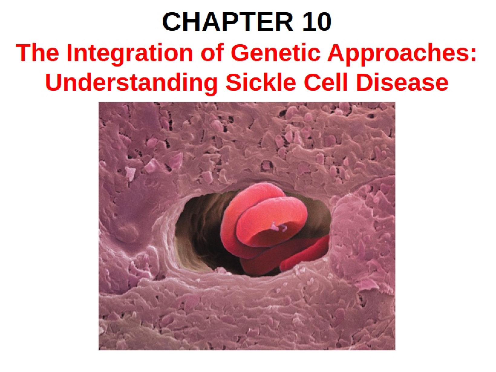 Genetics Chapter 10