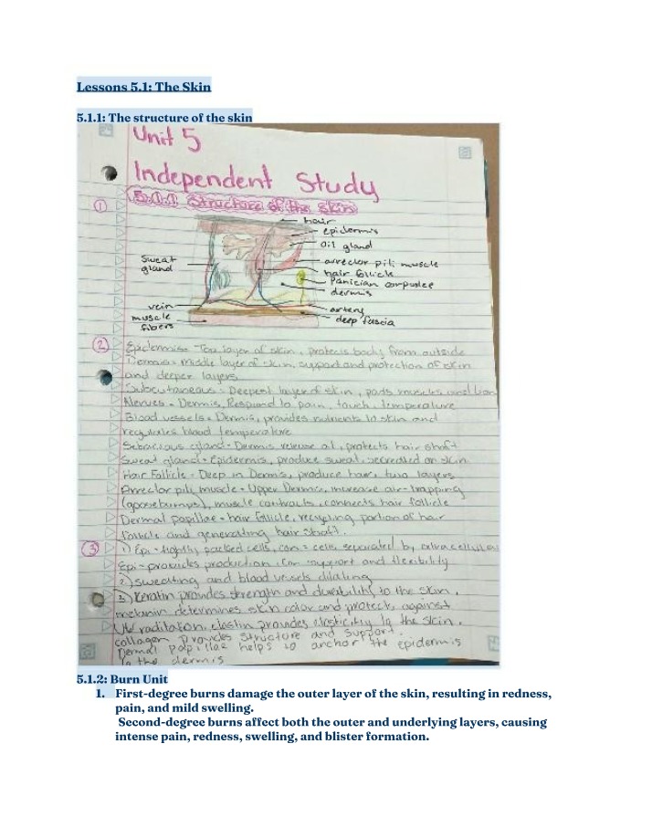 Structure of Skin and Types of Burns Notes