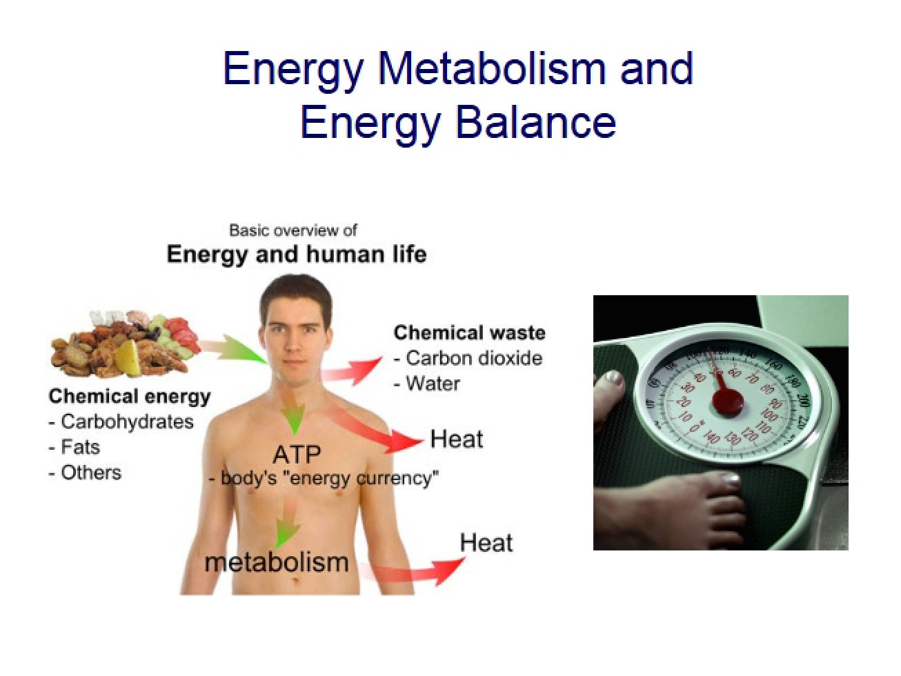 Energy Metabolism 2 (2016)