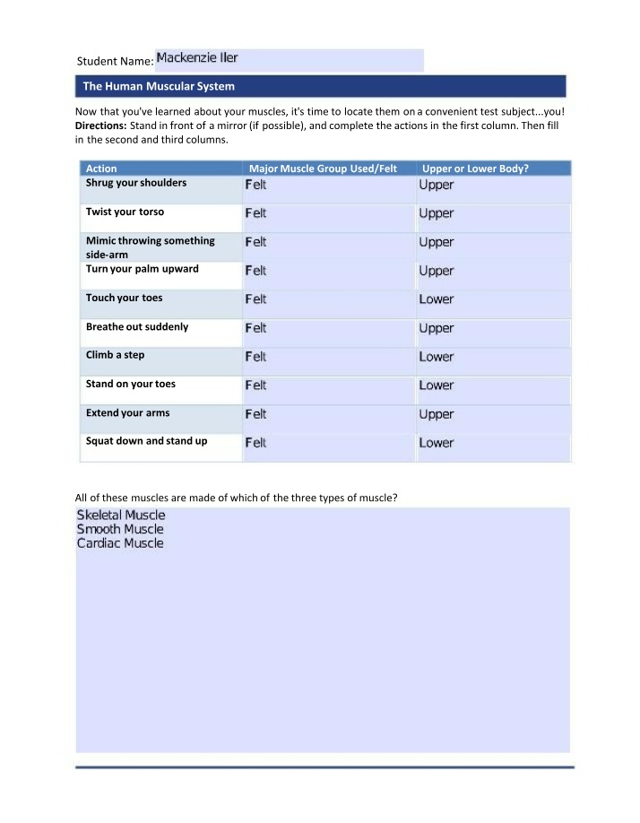 Worksheet on the Human Muscular System