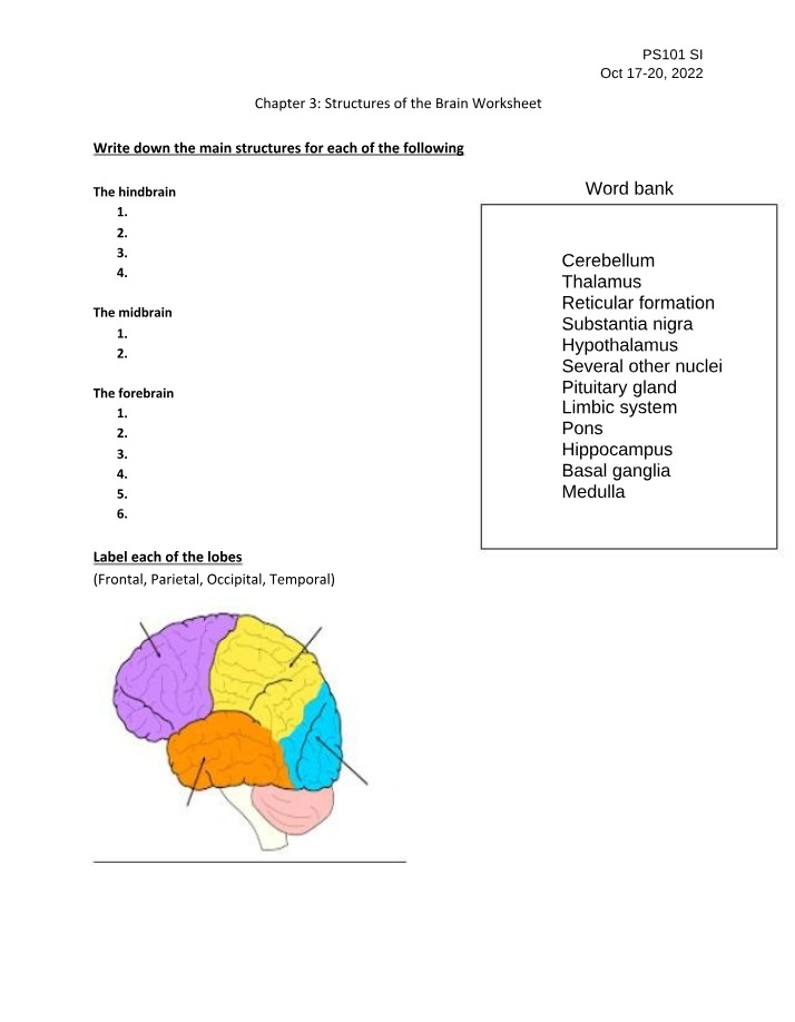 Worksheet on Brain Structures and Lobes