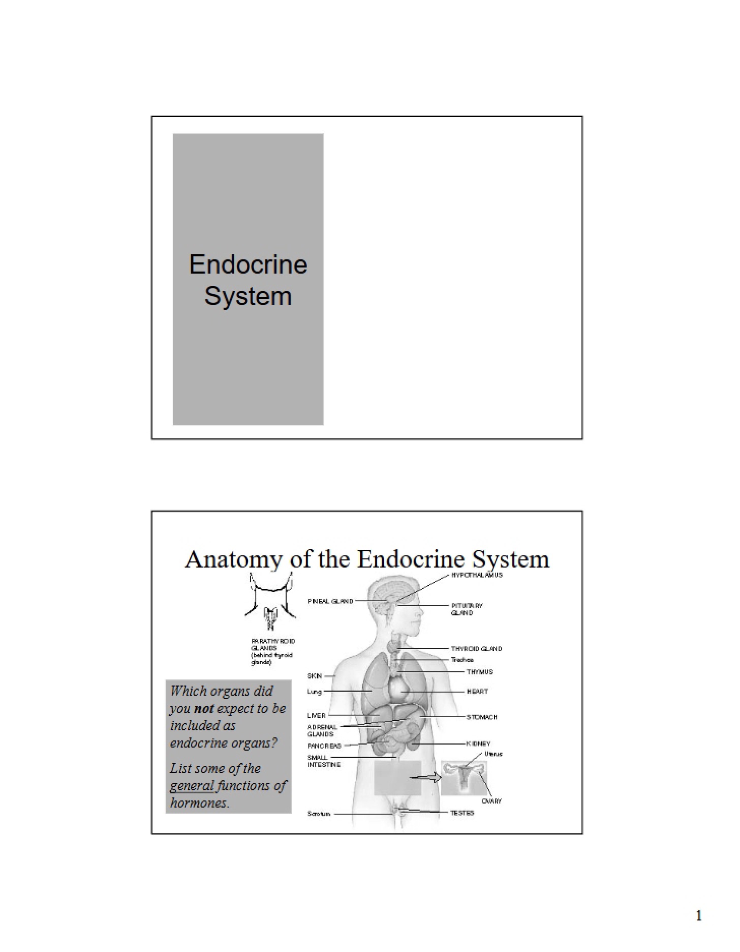 Overview of Endocrine System