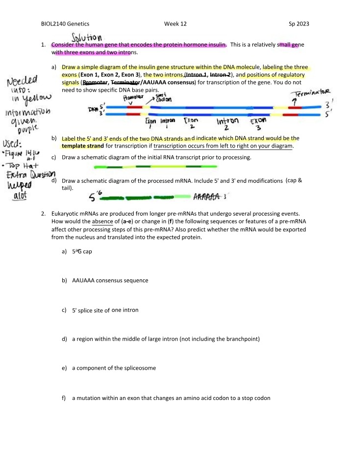 Insulin Gene Structure and Processing