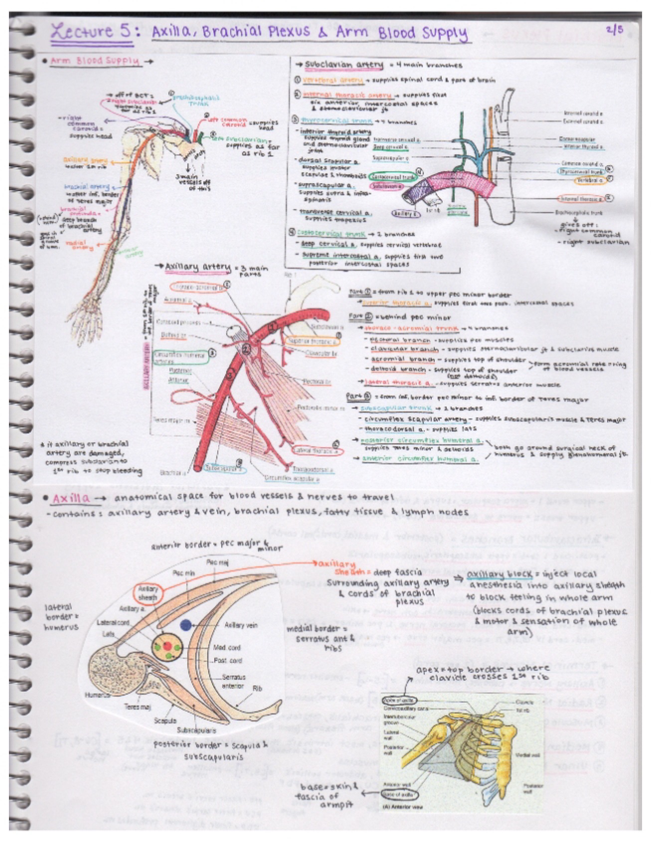 Arm Blood Supply, Axilla, and Brachial Plexus