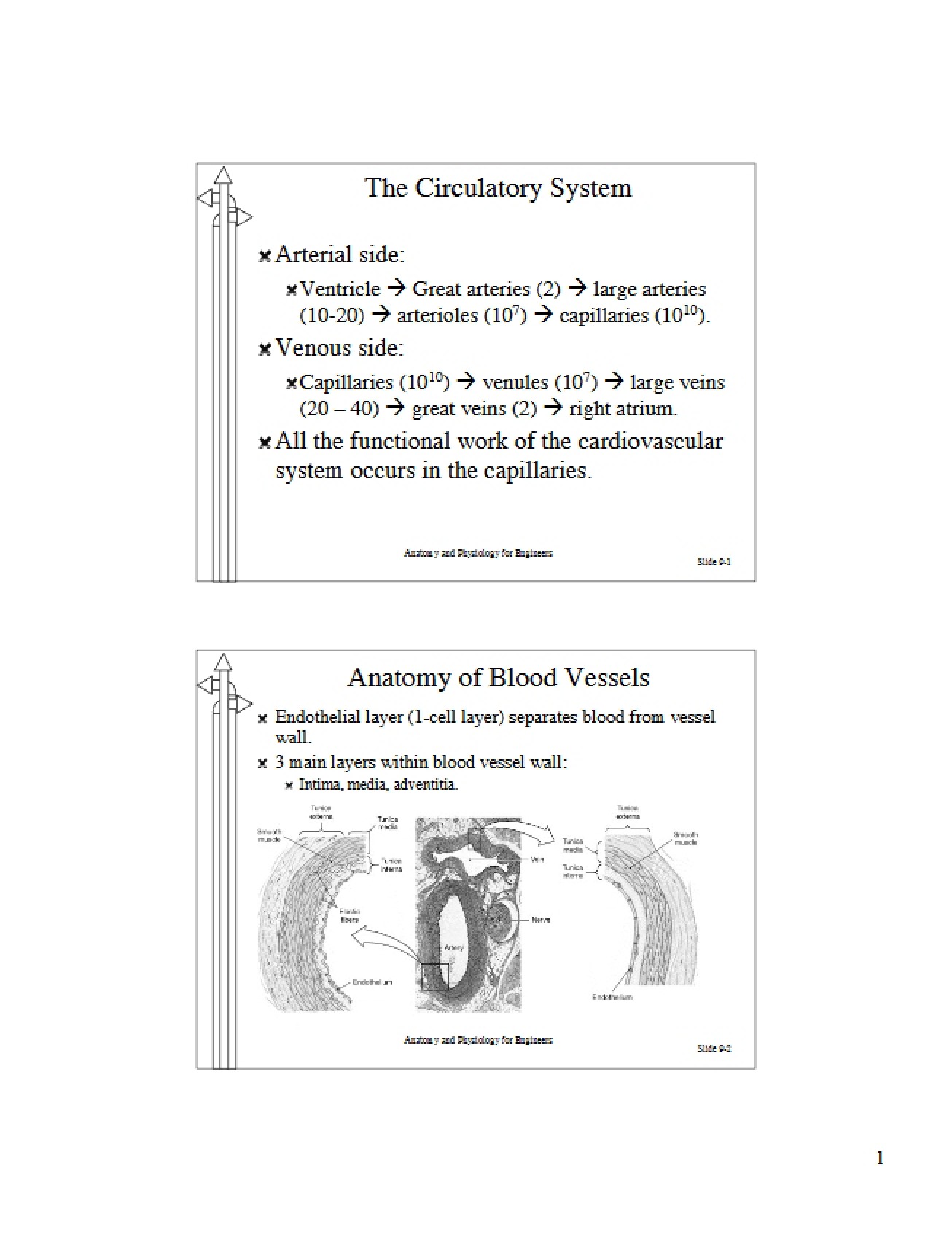 Circulatory System