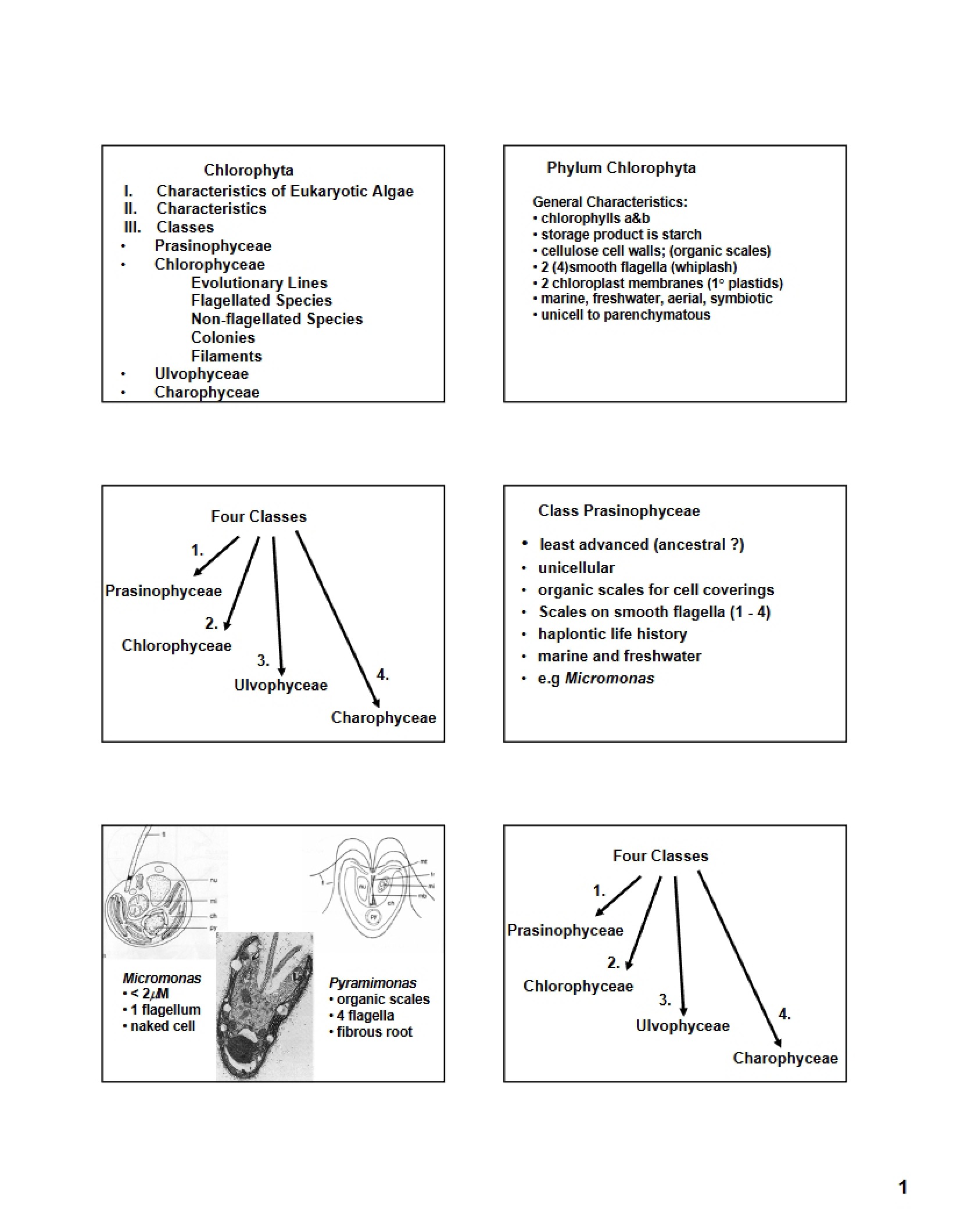 Chlorophyta Overview