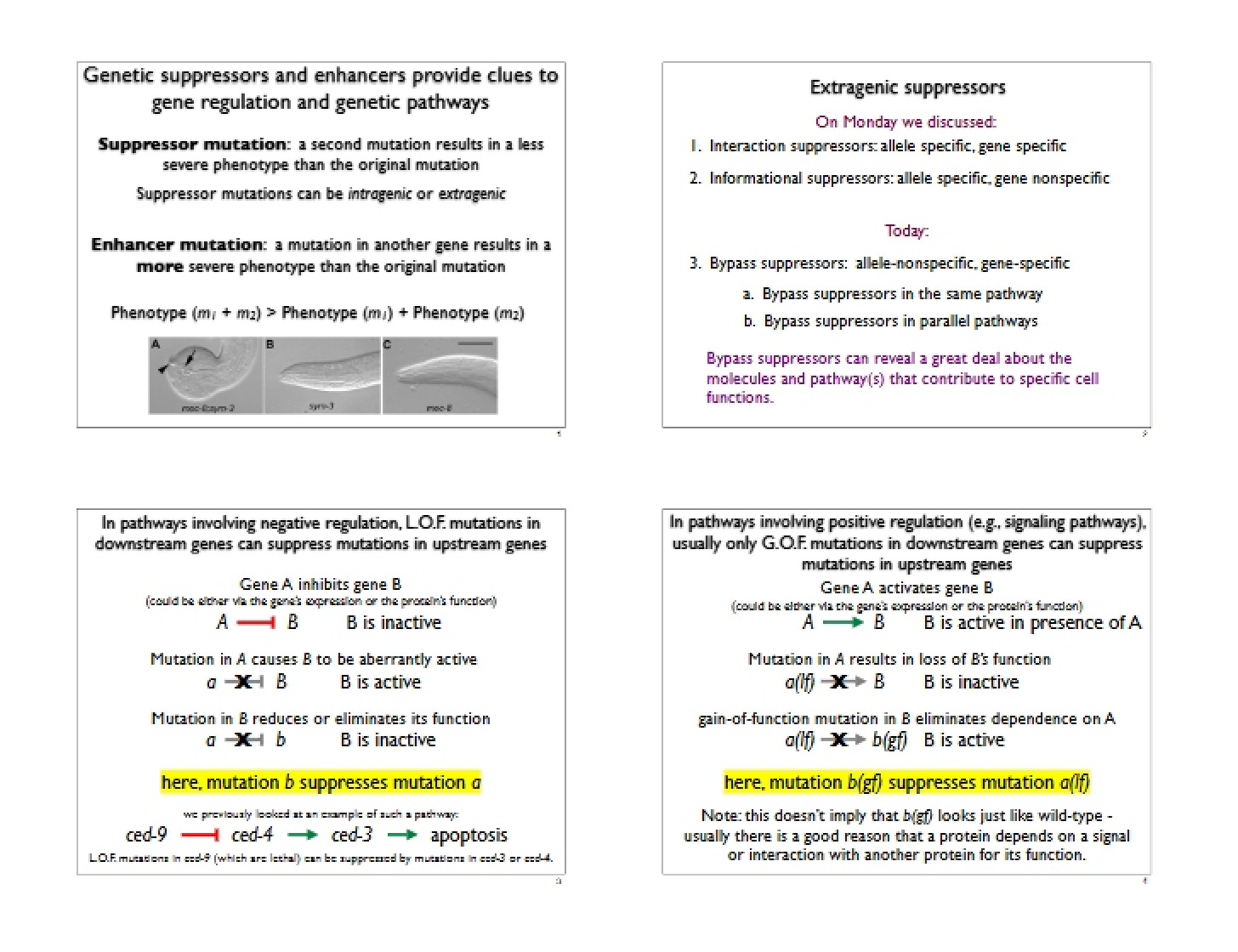 Gene Regulation Clues from Genetic Suppressors and Enhancers
