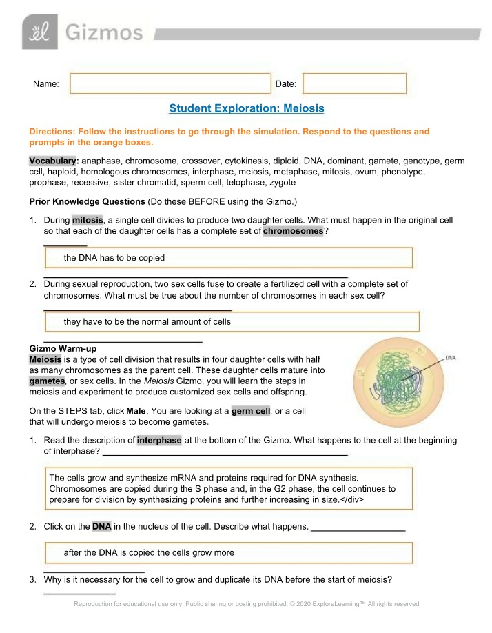 Meiosis Student Exploration