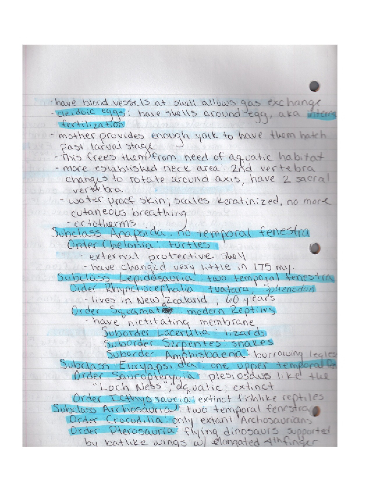 Vertebrate Structures Notes