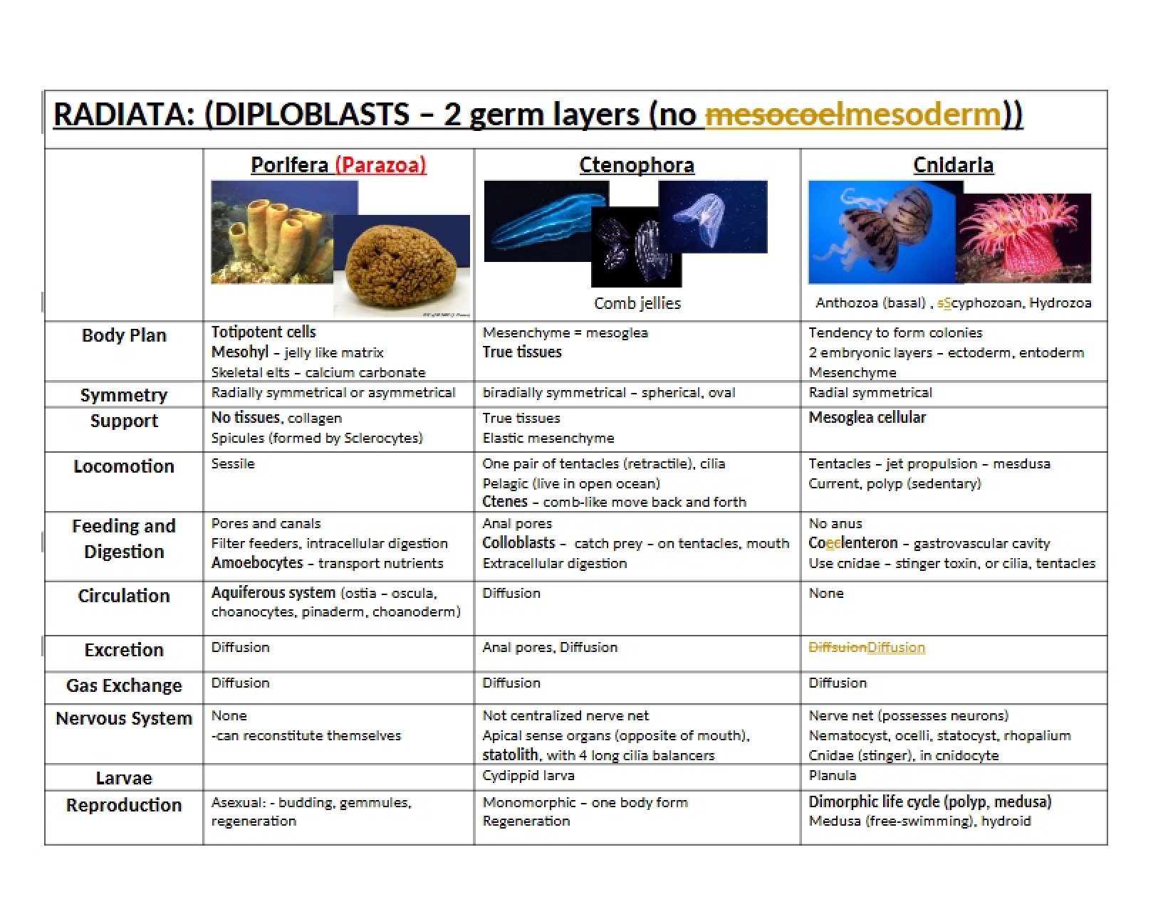 Radiata Overview