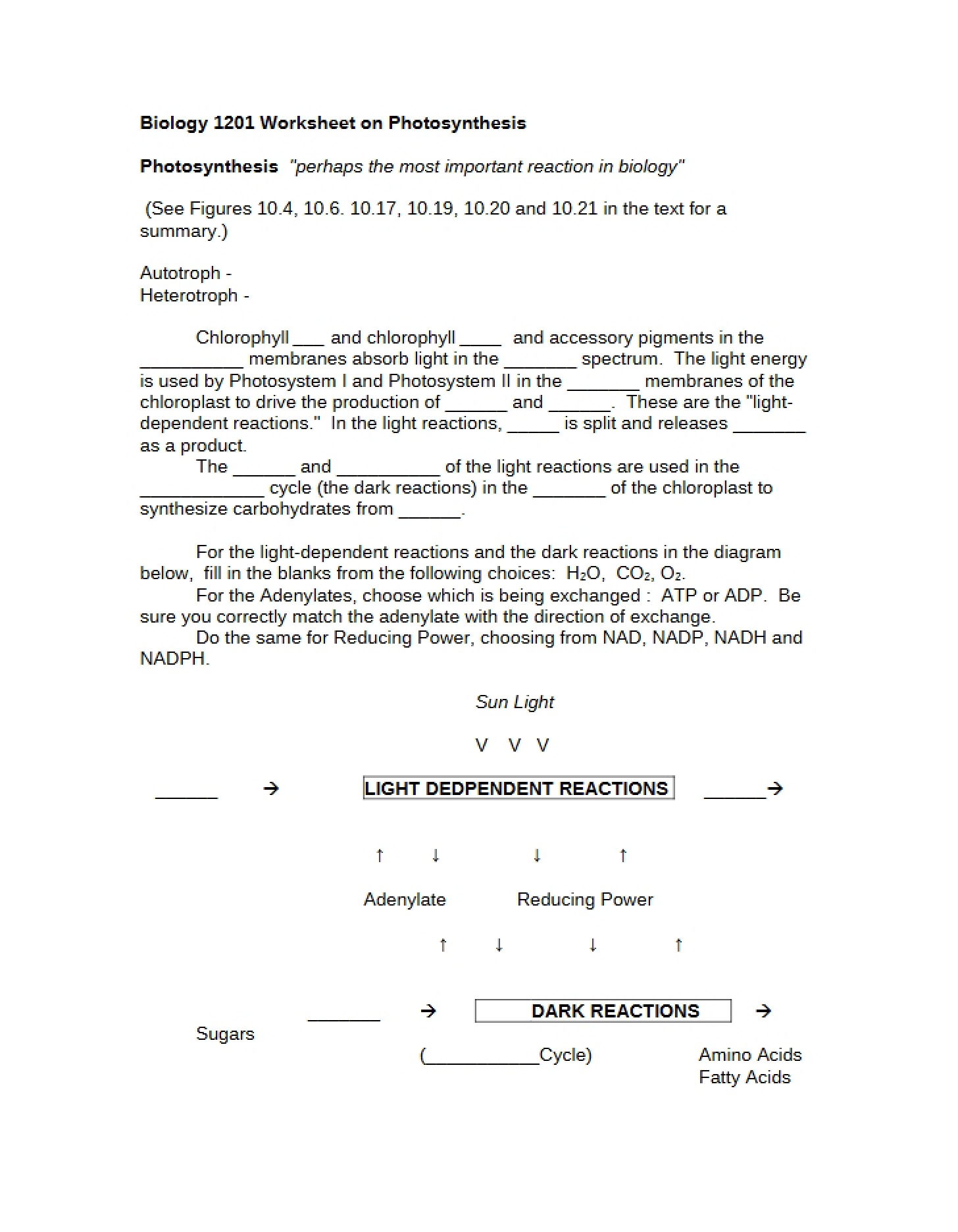 Photosynthesis Worksheet