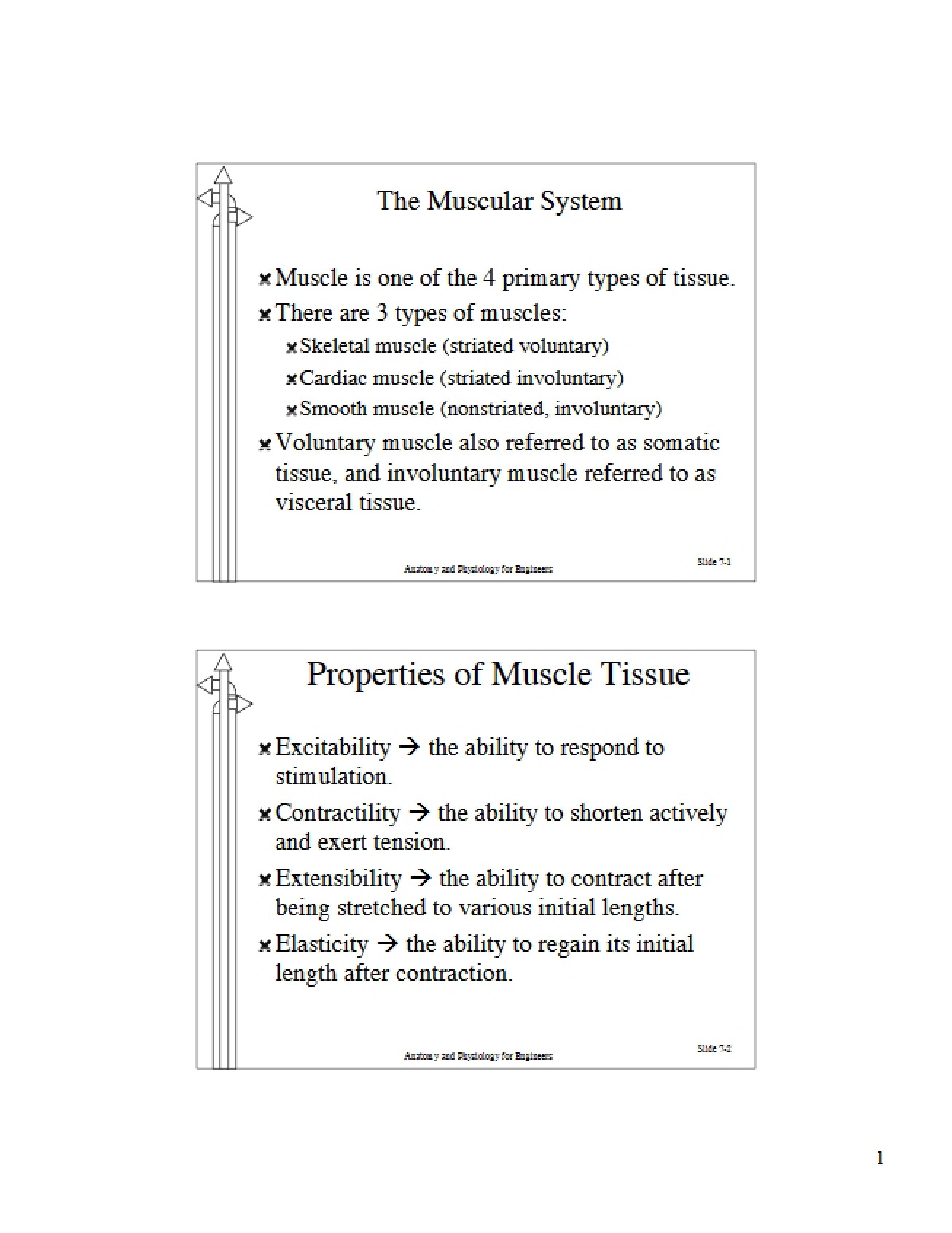 Muscular System