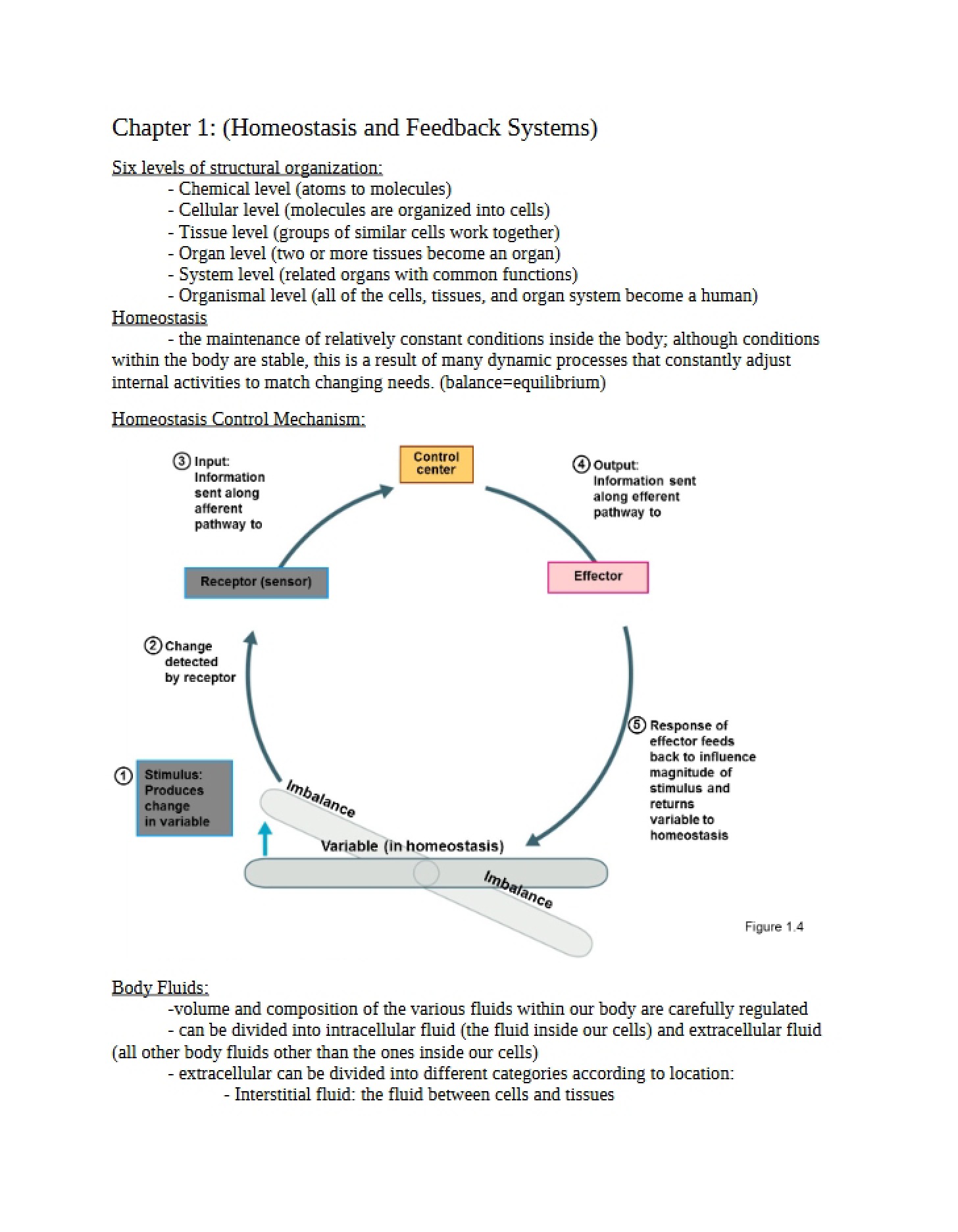 Feedback Systems and Homeostasis