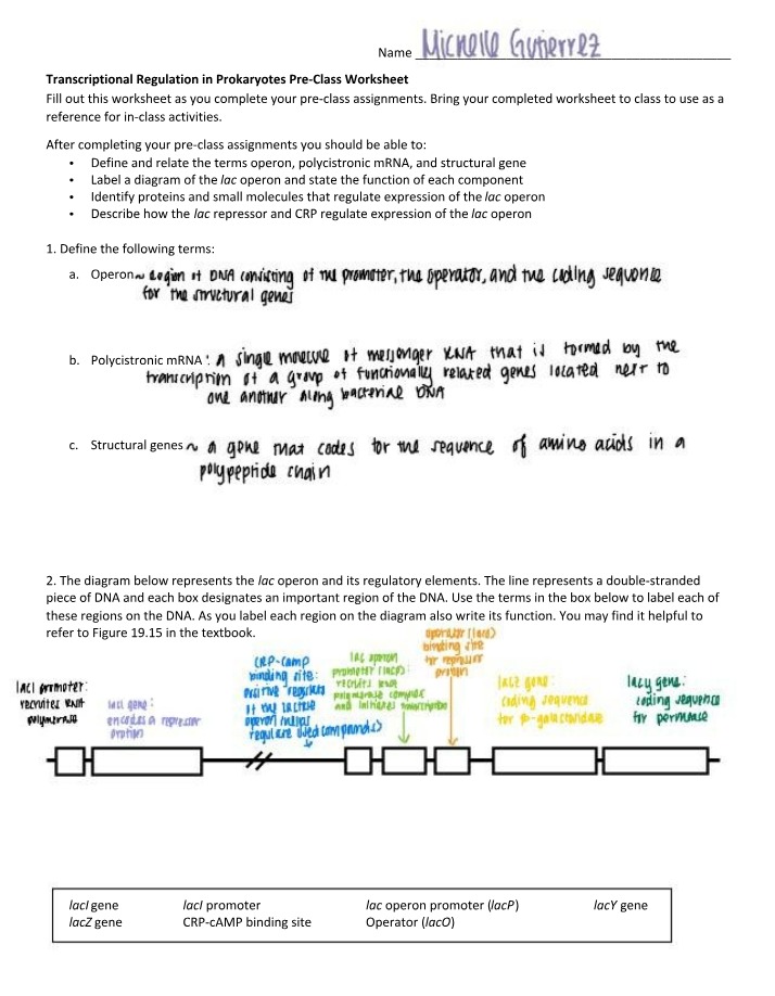 Worksheet on Transcriptional Regulation in Prokaryotes