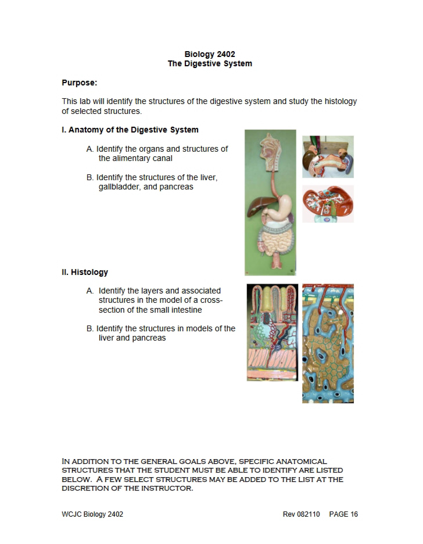 Digestive System Overview