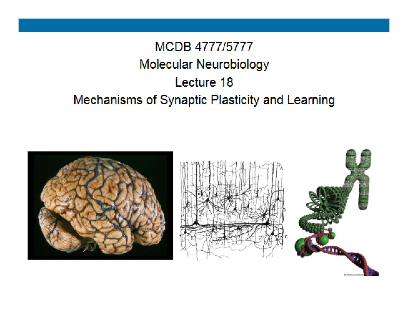 Learning and Mechanisms of Synaptic Plasticity (Set 1)