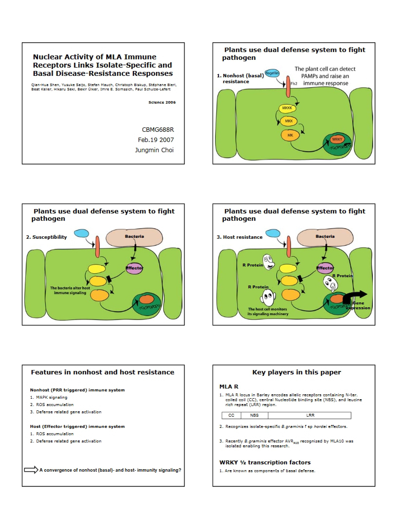 MLA Immune Receptors Nuclear Activity