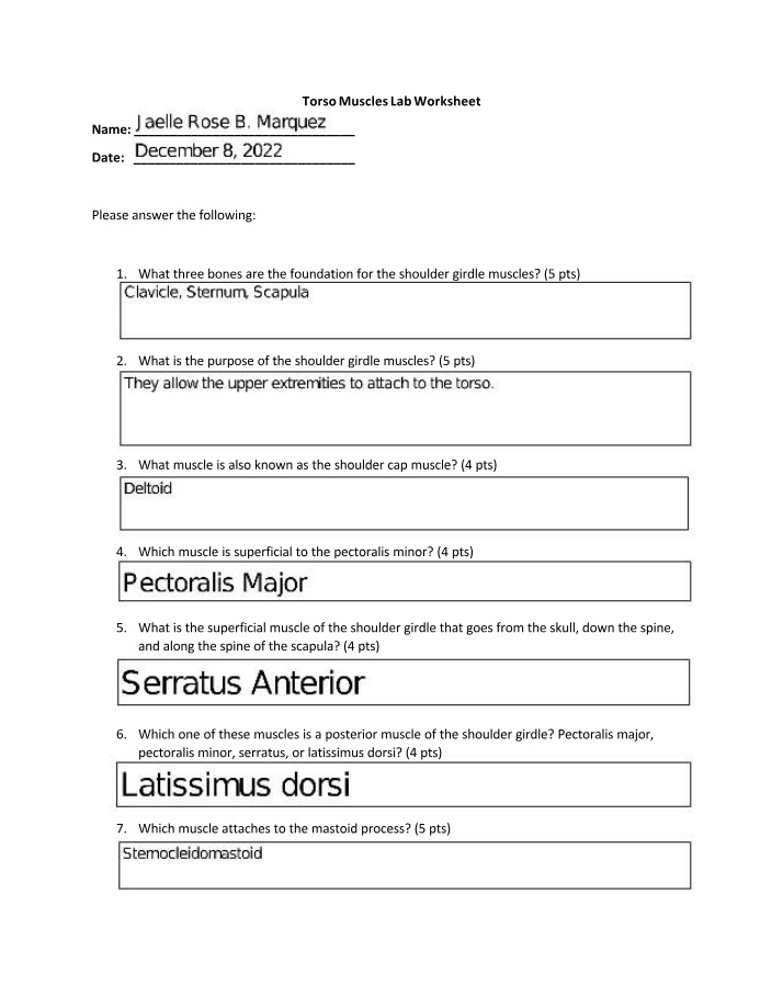 Lab Worksheet for Torso Muscles