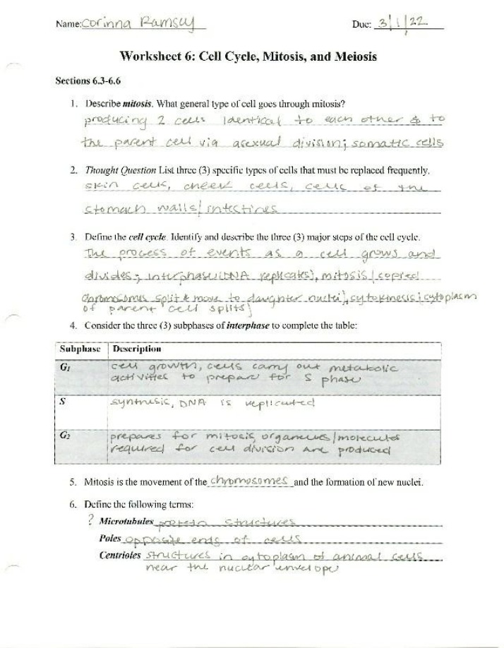 Worksheet 6 on Cell Cycle, Mitosis, and Meiosis