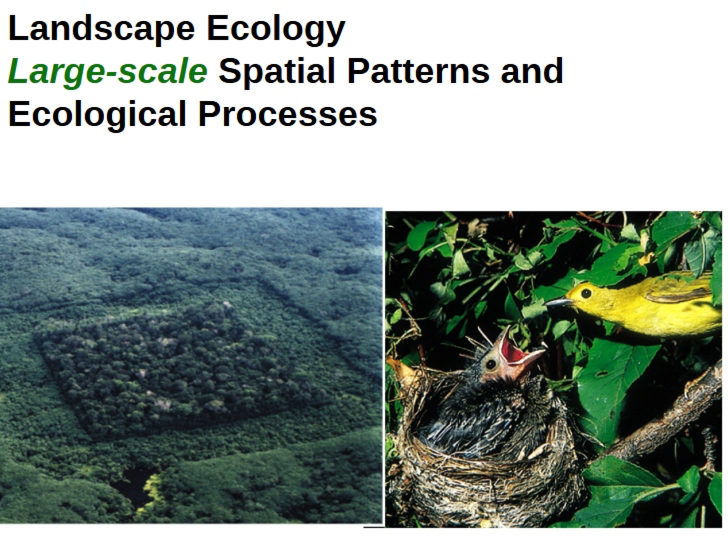 Ecology of Landscapes