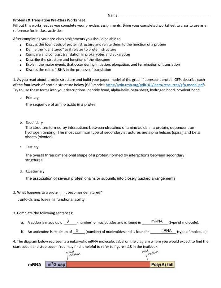 Proteins and Translation Worksheet