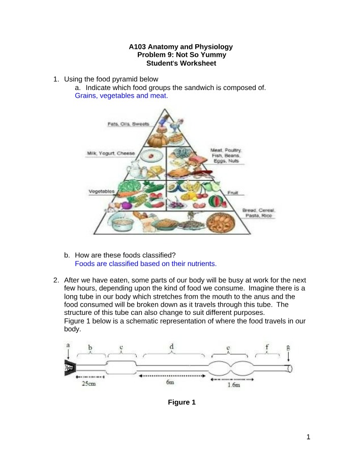 Anatomy and Physiology of the Digestive System