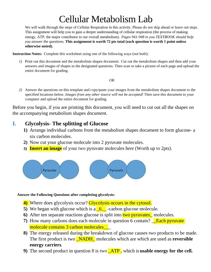 Cellular Metabolism Lab - Glycolysis and Respiration