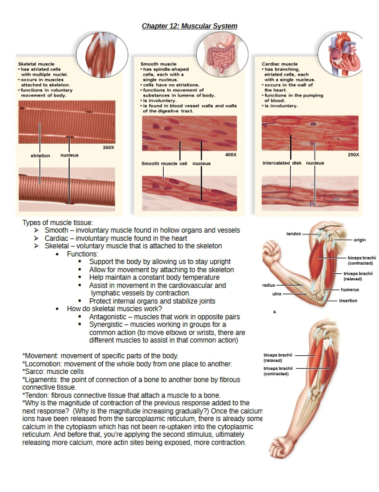 Muscles and Movement (Chapter 12)