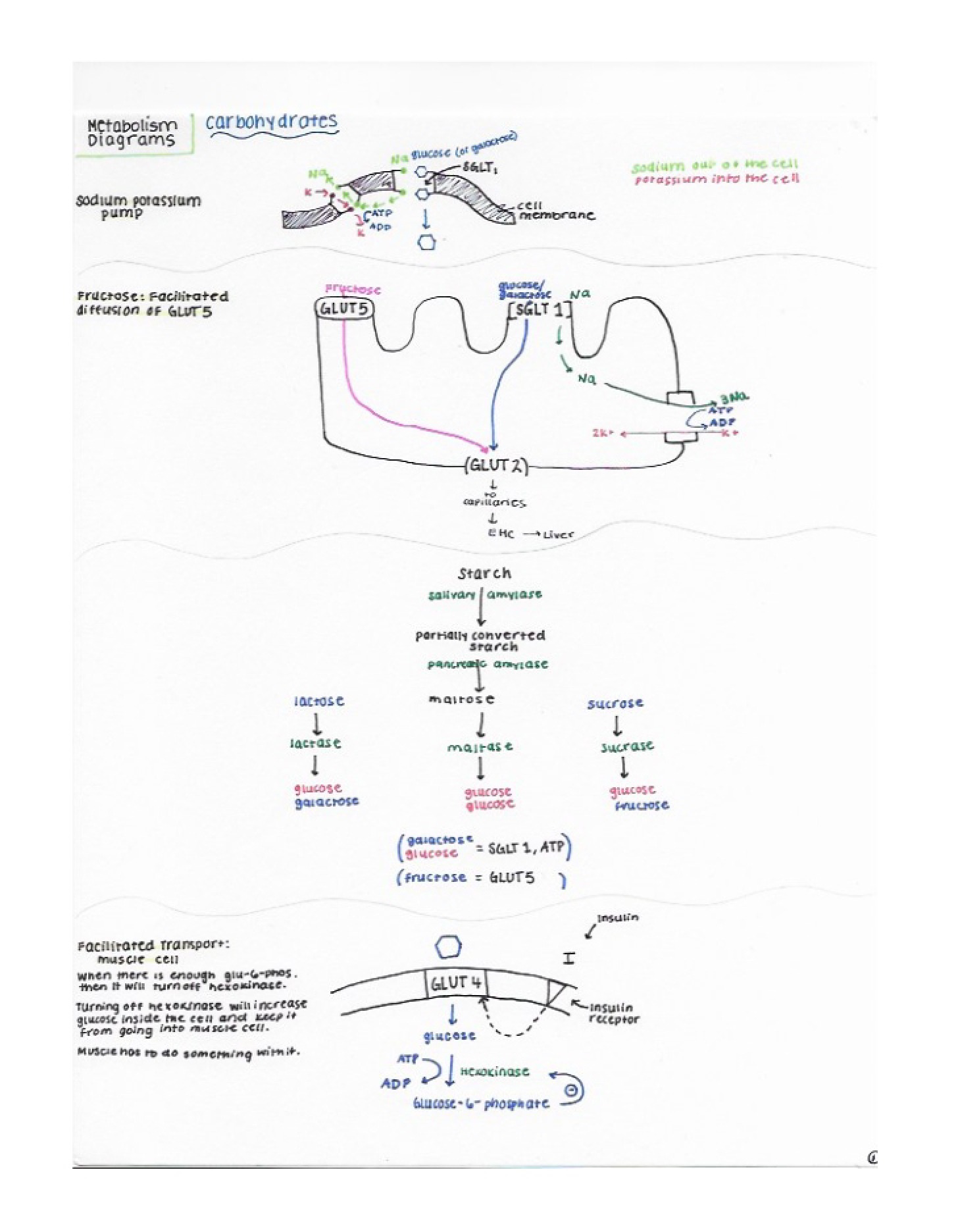 Overview of Carbohydrates